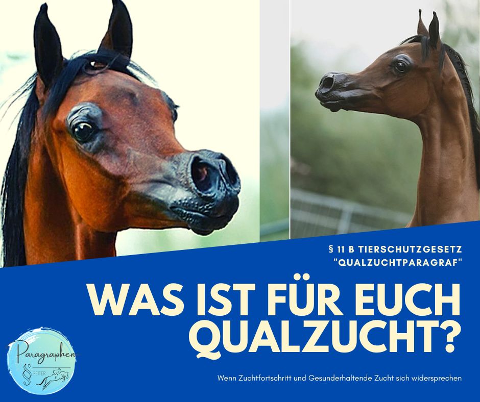 Qualzucht beim Pferd