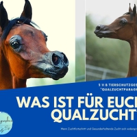 Qualzucht beim Pferd