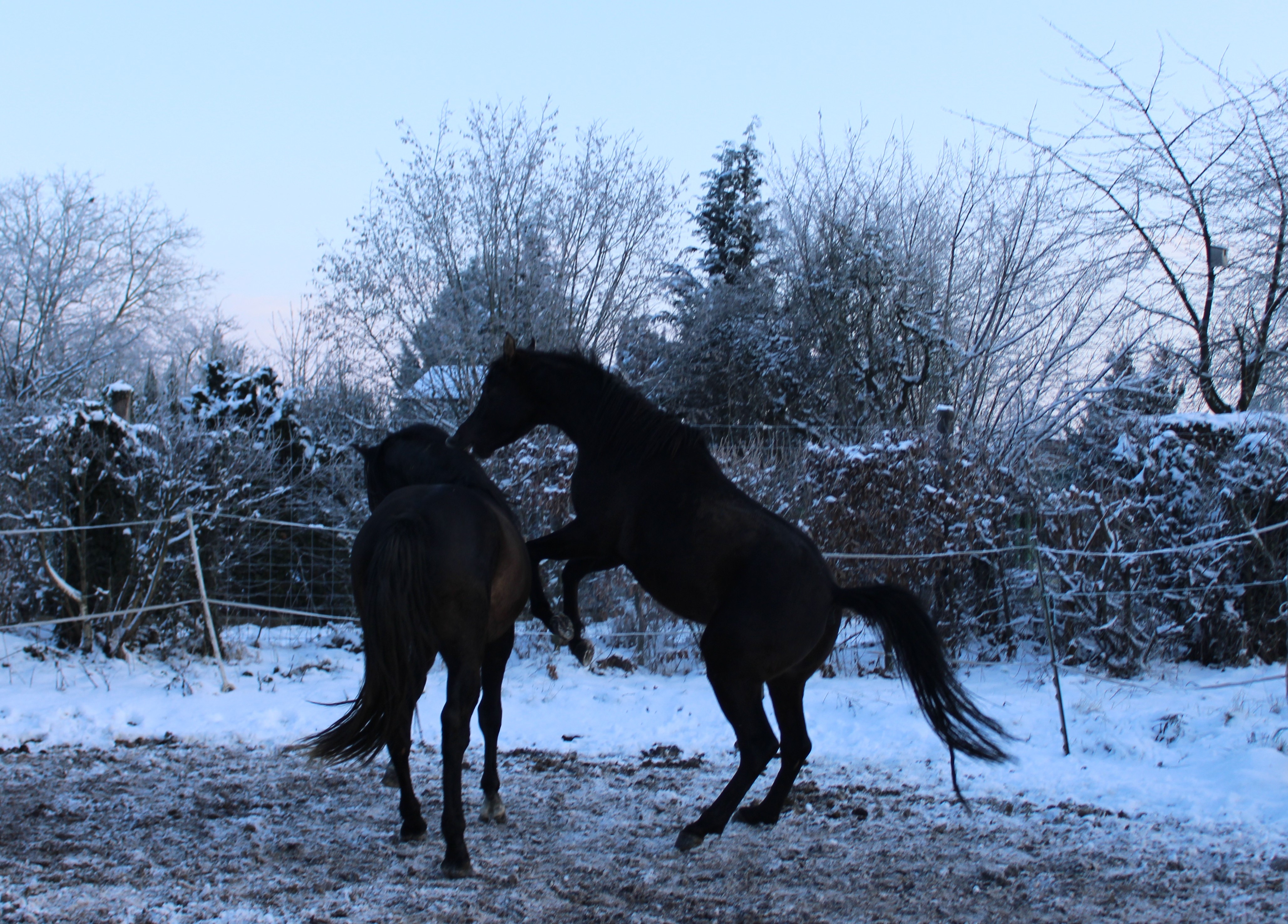 Decken, Scheren, Winterfell - was will mein Pferd?