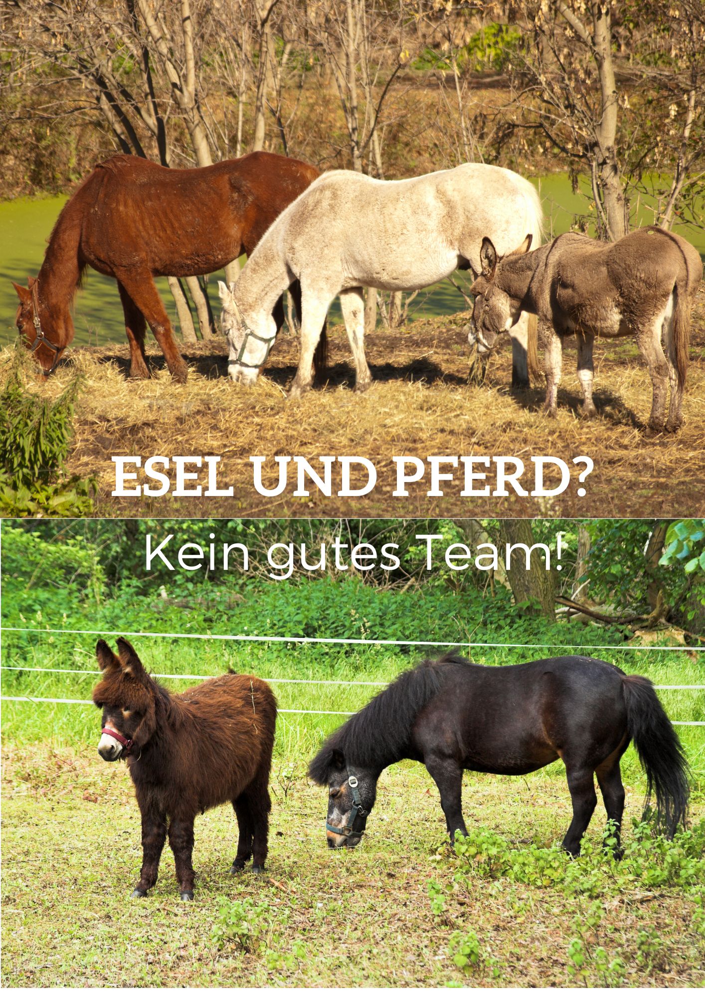 Der Esel ist KEIN kleines Pferd